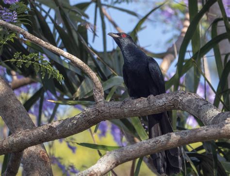 Eastern Koel Storm Bird Or Rain Bird In The Backyard Jac Flickr