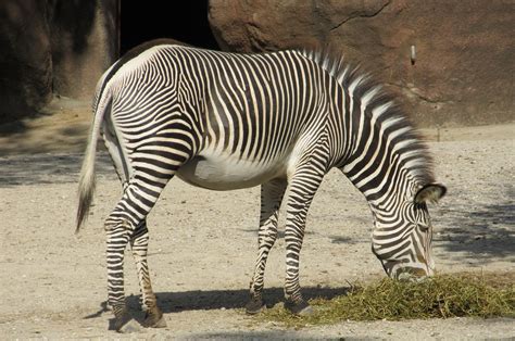 Free photo: Wild Zebra - Animal, Jungle, Nature - Free Download - Jooinn