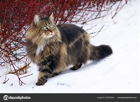 Pretty Young Norwegian Forest Cat Hunting Snow — Stock