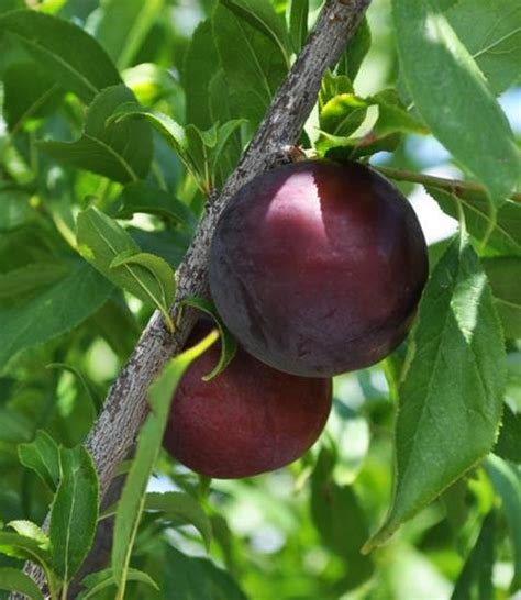 Plum Trees — Sunnyside Nursery