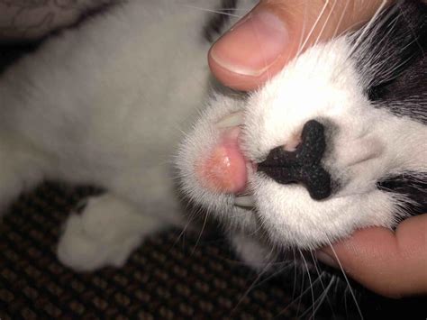 My Cats Bottom Lip Is Inflamed Its Extremely Red Swollen And Puss Is