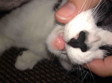 The swollen lip is hard to assess without a picture, but i suspect that your cat either has chin acne or an eosinophilic granuloma. My cat's bottom lip is inflamed. It's extremely red ...