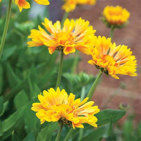15 Favorite Perennial Flowers Sunset Magazine