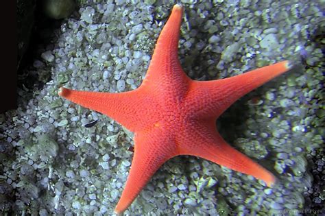 Habitat And Interesting Facts Starfish Echinoderm