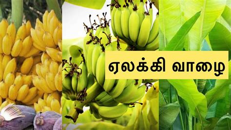 Yelaki Banana ஏலக்கி வாழை Banana Banana Plant Care Plant Banana