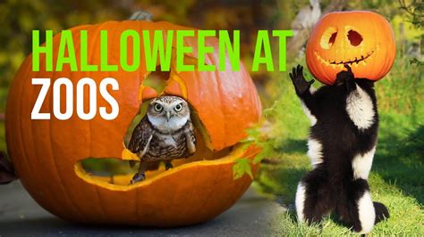 Zoo Animals Playing With Pumpkins Halloween 2020 Youtube