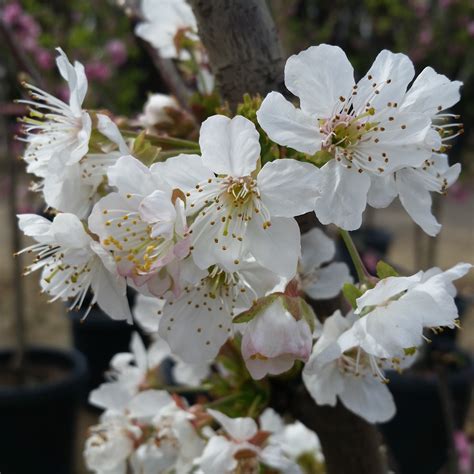 Prunus Avium 3 In 1 Cherry Sold Out Mid Valley Trees