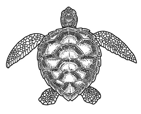 Premium Vector Turtle Doodle Hand Drawn Vector Illustration