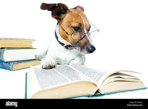 Dog Reading Book Stock Photo Alamy