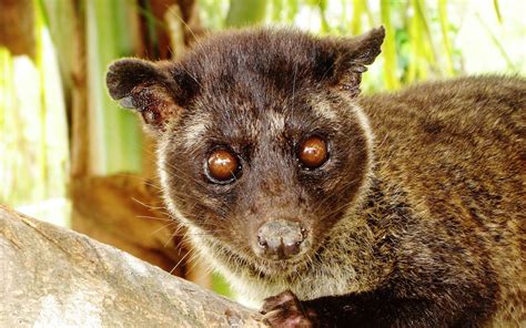 Cultivating Ethical And Lucrative Civet Coffee In Davao Silverkris