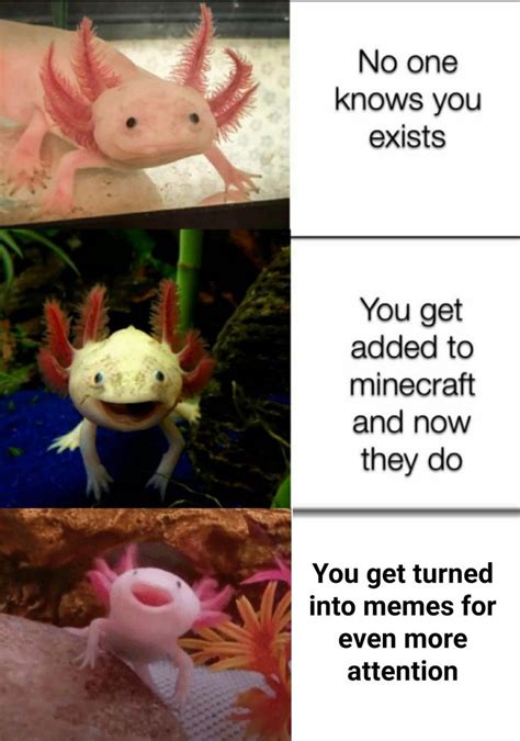 How To Take Care Of An Axolotl Minecraft Esurient Chronicle Photo Gallery