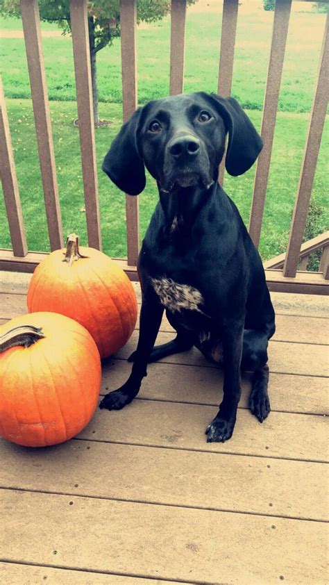 Coonhound And Lab Mix Dopi