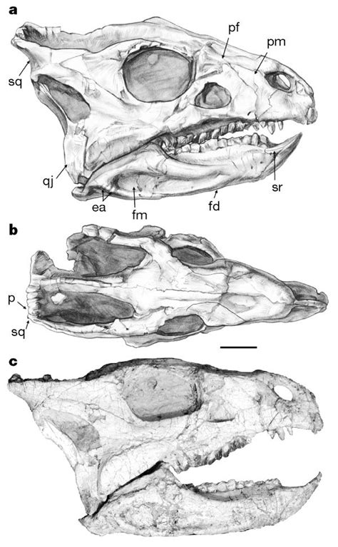 liaoceratops yanzigouensis figure 2 a ceratopsian dinosaur from china and the early