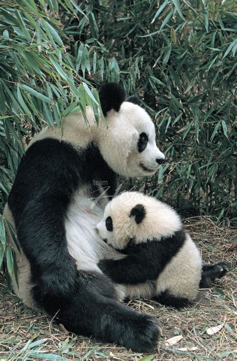 Giant Panda Cub Giant Panda Nursing Her Cub Wolong Reserve China