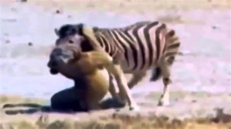 Most Amazing Wild Animal Attacks 25 Youtube