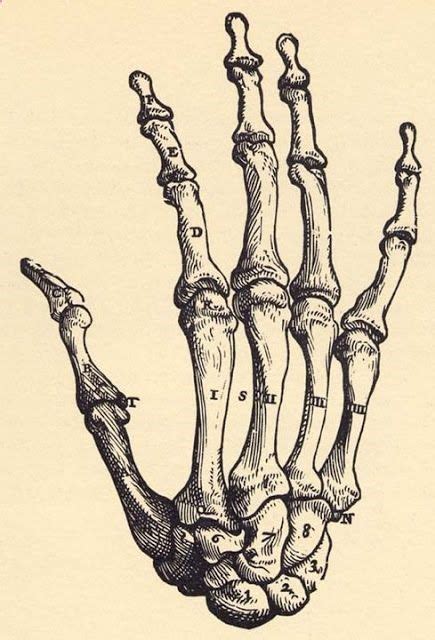 Hand Anatomy Bones Skeleton Drawings Skeleton Art Skeleton Hand