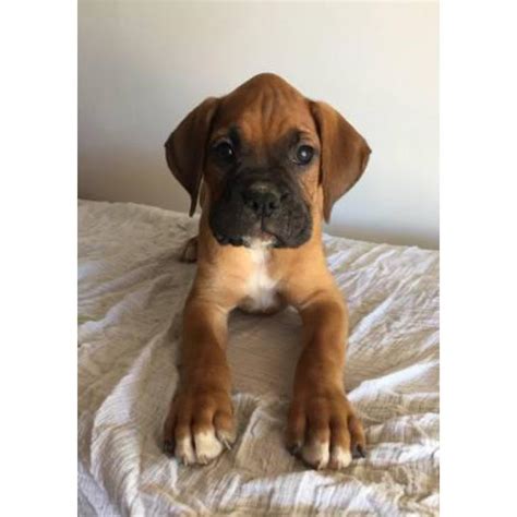 Looking for a boxer puppy or dog in wisconsin? Boxer puppies purebred in Tempe, Arizona - Puppies for Sale Near Me