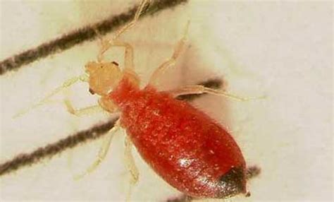 Bed Bug Cimex Lectularius Linnaeus