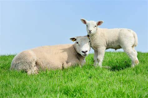Sheep And Lambs Stock Photo Image Of English Sheep Farming 210846