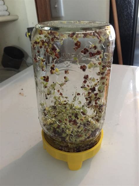 How To Grow Broccoli Sprouts In A Jar 6 Steps With Pictures
