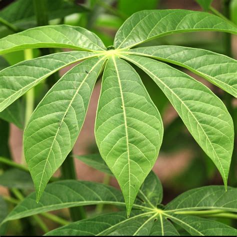 Cassava Leaves Archives Anv Cookbook