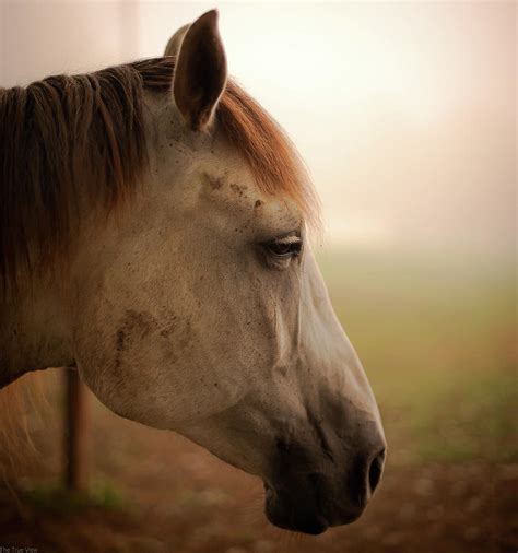 Horse Head Profile By Tru View Photography