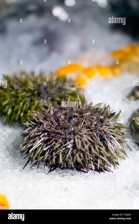 Sea Urchin Seafood On Ice Close Up Stock Photo Alamy