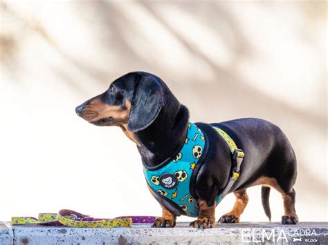 Si estáis buscando arneses, correas y hasta pajaritas molonas aquí os dejamos el enlace de la marca dukier. Dukier: Accesorios originales para perros