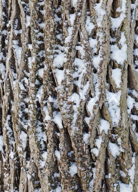 Tree Bark With Snow Stock Image Colourbox