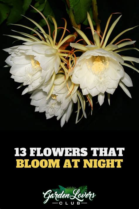13 Flowers That Bloom At Night Photos Night Blooming Flowers Night