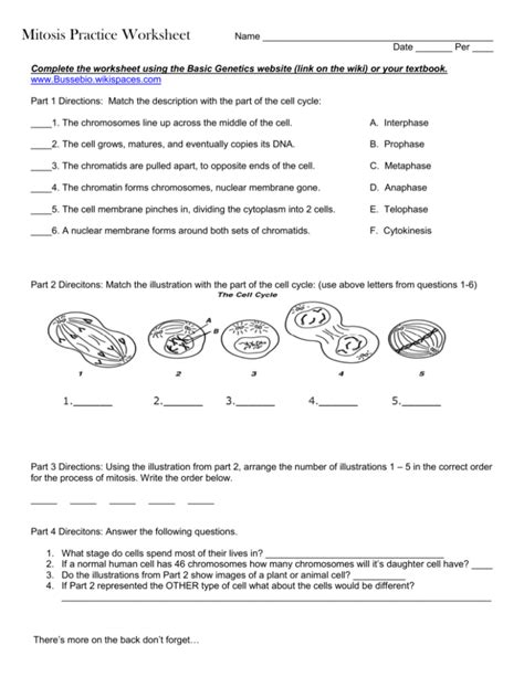 Mitosis Matching Worksheet Printable Word Searches The Best Porn Website