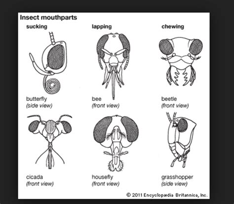 Study Guide Arthropods Insects Mouth Parts Diagram Diagram Quizlet