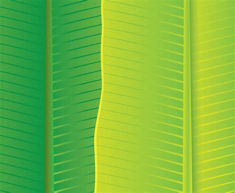 Banana Leaves Texture Vector Art And Graphics