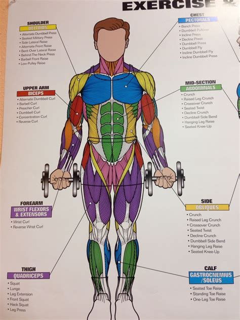 Exercise Muscle Charts Anatomy