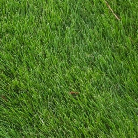It has a beautiful dark green color and soft leaf texture making it a true barefoot lawn grass. Zoysia Grass Seed (agriCOTE Enhanced) | Specialist Sales