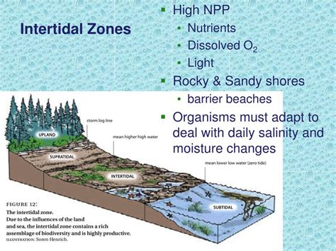 Ppt Aquatic Life Zones Powerpoint Presentation Free Download Id