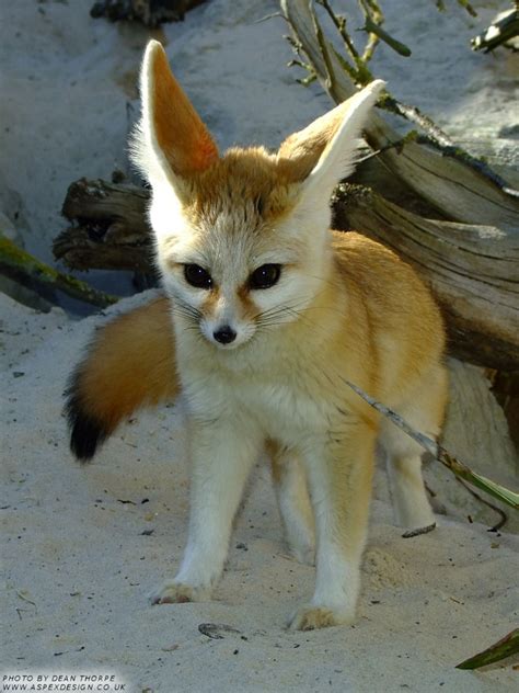 Fun Facts About Cute Animals Fennec Fox Explore