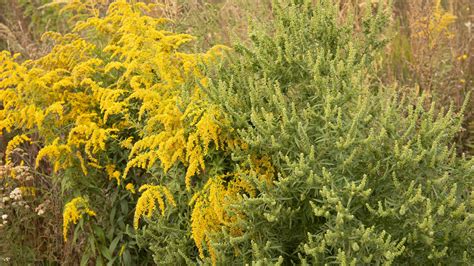 The Difference Between Ragweed And Goldenrod And What It Means For