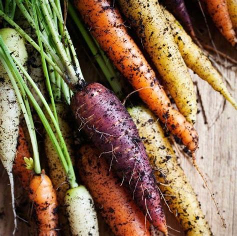An Unusual And Fascinating Carrot Mixture Producing Delicious Roots