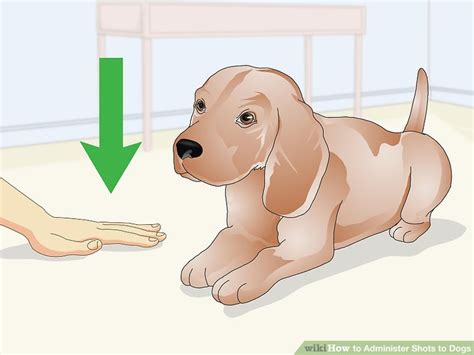 How To Administer Shots To Dogs 11 Steps With Pictures