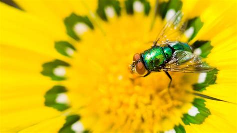 How To Kill Flies With Flowers Nz Herald