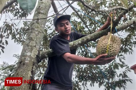 Berburu Durian Simas Wonosalam Yang Dipercaya Aman Bagi Kesehatan