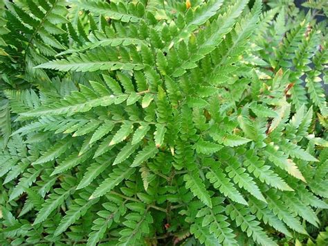 Brake Fern Indoor And Outdoor Plant Care Ferns For Sale Fern Plant