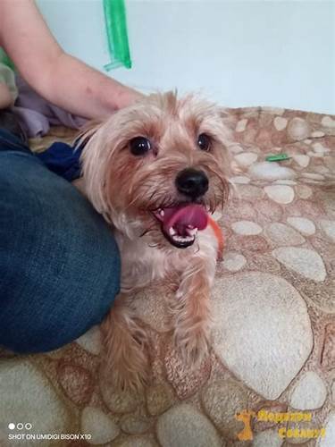 Йори - 4 года - Породистая - Йоркширский терьер - Москва - собаки в Картинка - Йори - 4 года - Породистая - Йоркширский терьер - Москва - собаки в