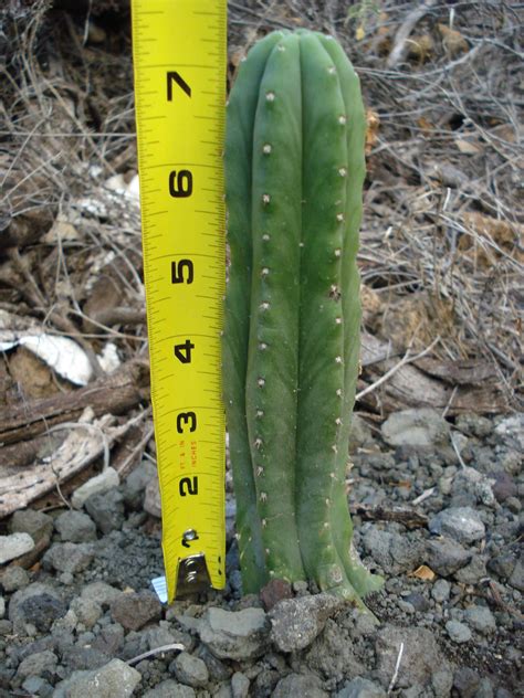 Also valid for peruvian torch, bolivian torch, peyote and. How long does my San Pedro have Left to Grow? - The ...