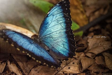 Farfalla Blu JuzaPhoto