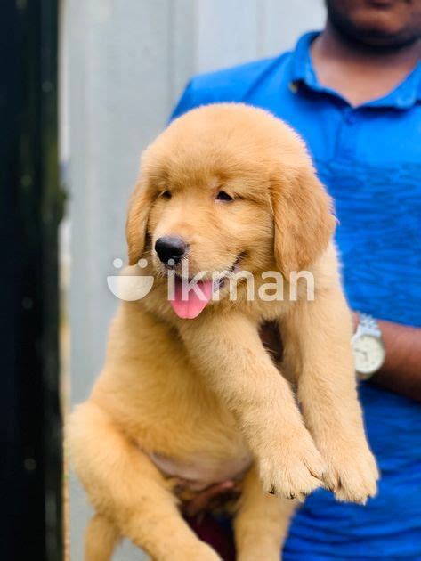 Golden Retriever Puppies For Sale In Delgoda Ikman