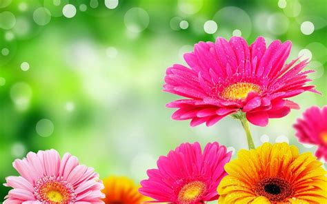 Colorful Flower Images Of Flowers Hd Wallpaper Download Colorful