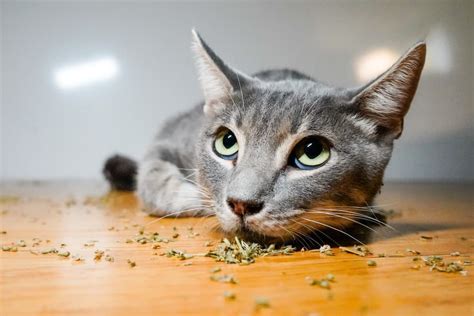 Why Do Cats Like Catnip Great Pet Care