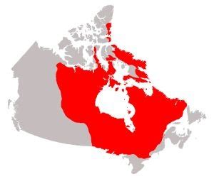 The canadian shield is an expanse of precambrian igneous and metamorphic rocks that form the core of the north american continent. Where is the location of the Canadian Shield? - Quora
